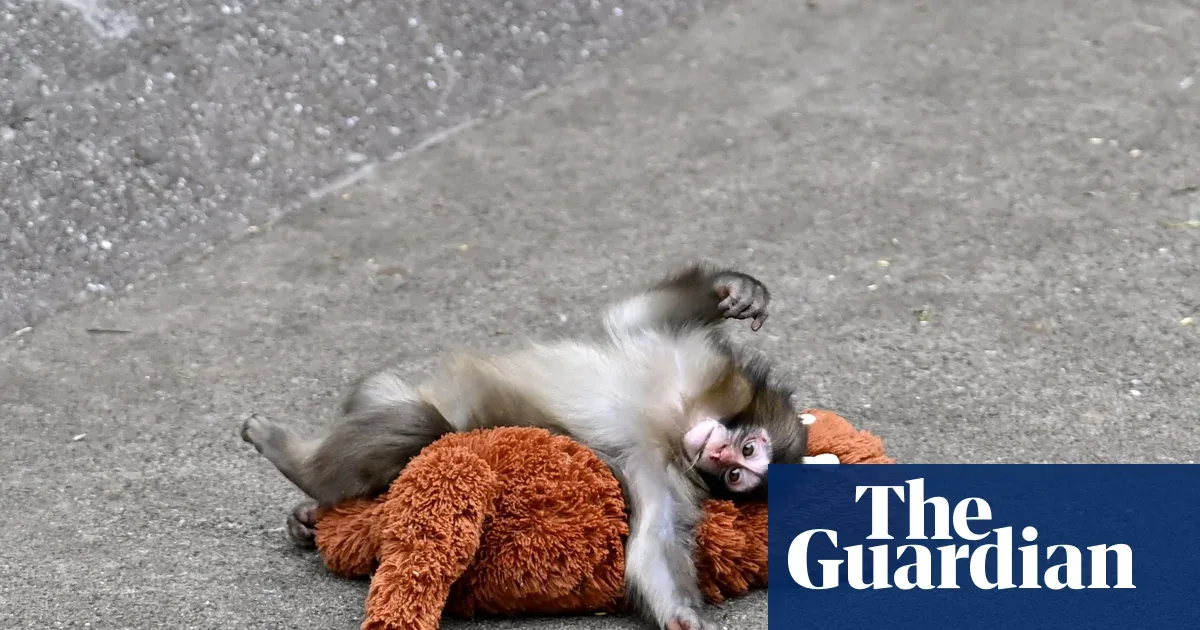The tragedy of Punch the monkey: why do mother animals abandon their offspring? — World news | The Guardian