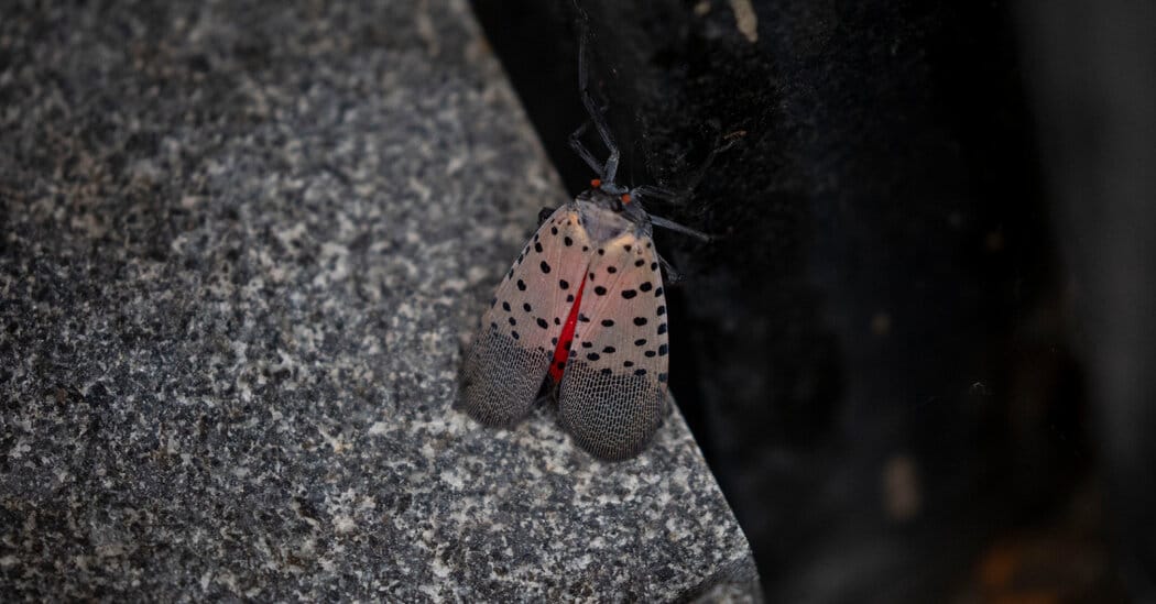 Urban Shanghai May Have Primed Spotted Lanternflies to Invade U.S. — NYT > Science