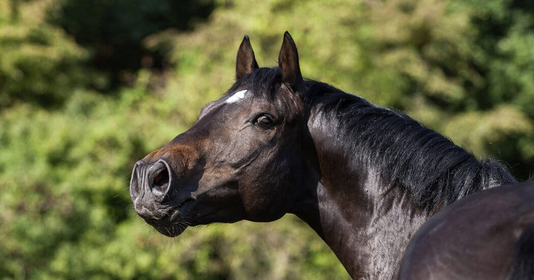How a Horse Whinnies: With a Whistle and a Song — NYT > Science
