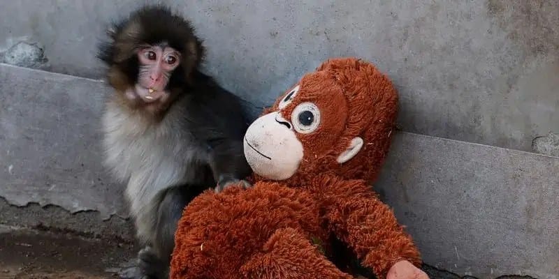 Viral TikTok monkey boosts Ikea Djungelskog orangutan plush sales — Businessinsider