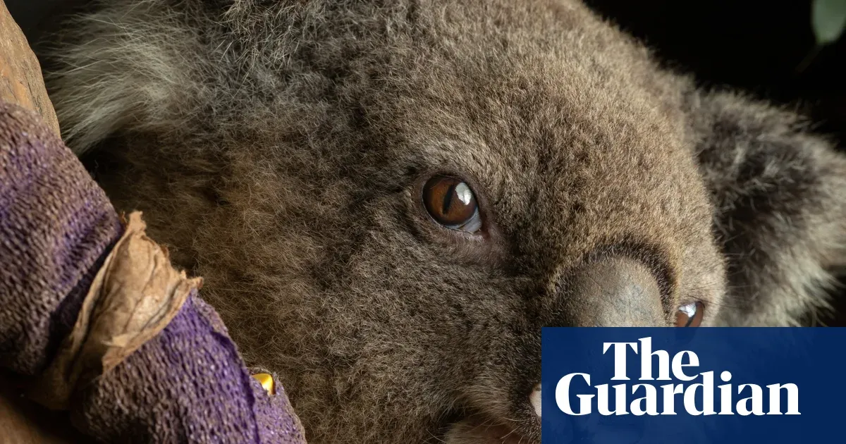 Australian wildlife in ‘harm’s way’ as volunteers left to ‘pick up the pieces’ — World news | The Guardian