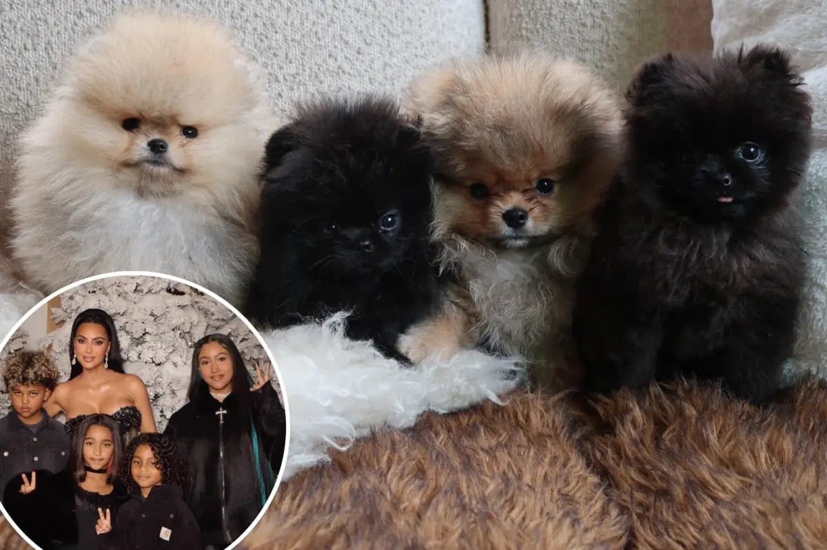 Kim Kardashian shares photos of her kids' four new puppies amid PETA criticism — Pagesix