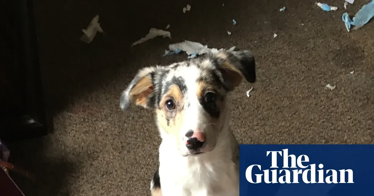 Luke, the blind dog whose unconditional love made me live again — Lifestyle | The Guardian