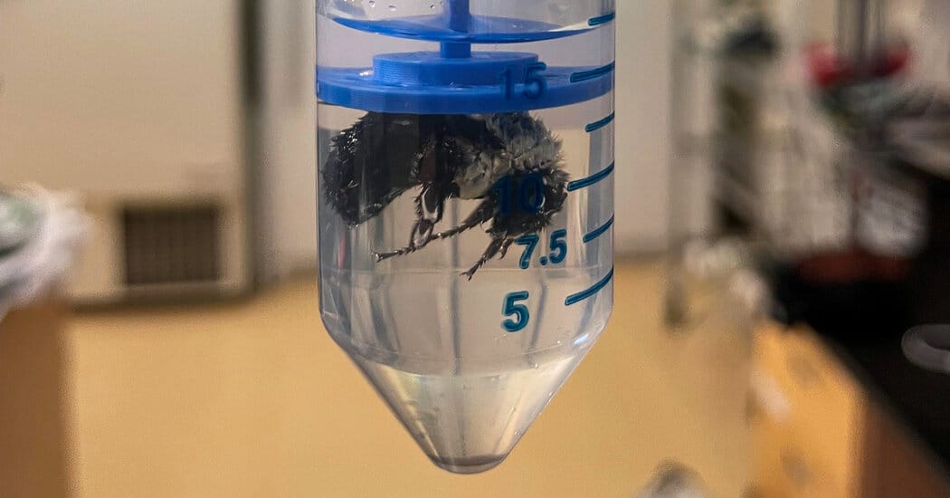 Bumblebee Queens Can Breathe Underwater — NYT > Science