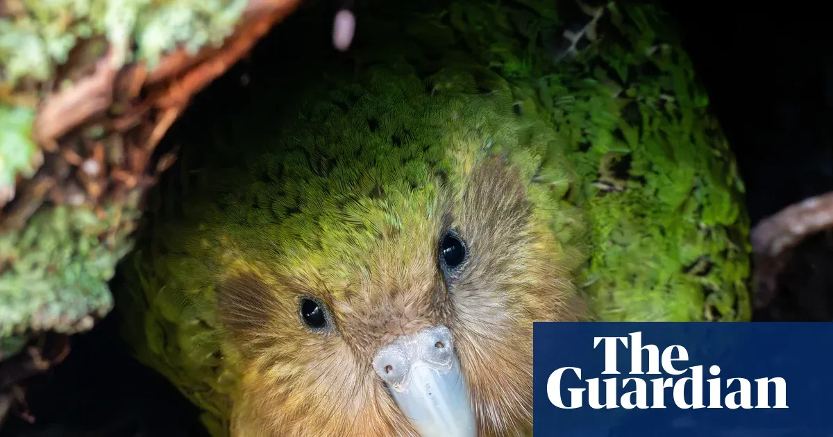 ‘My lovely distraction’: live stream of kākāpō Rakiura and her chicks draws global viewers — World news | The Guardian