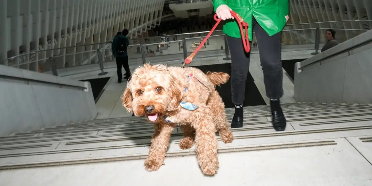 I registered my cavapoo as a service dog. No one checked. — Businessinsider