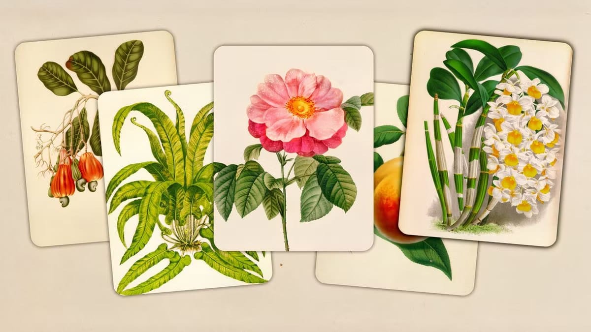 Art of Flora is a gentle, educational puzzle that complements Pokémon Pokopia — Polygon