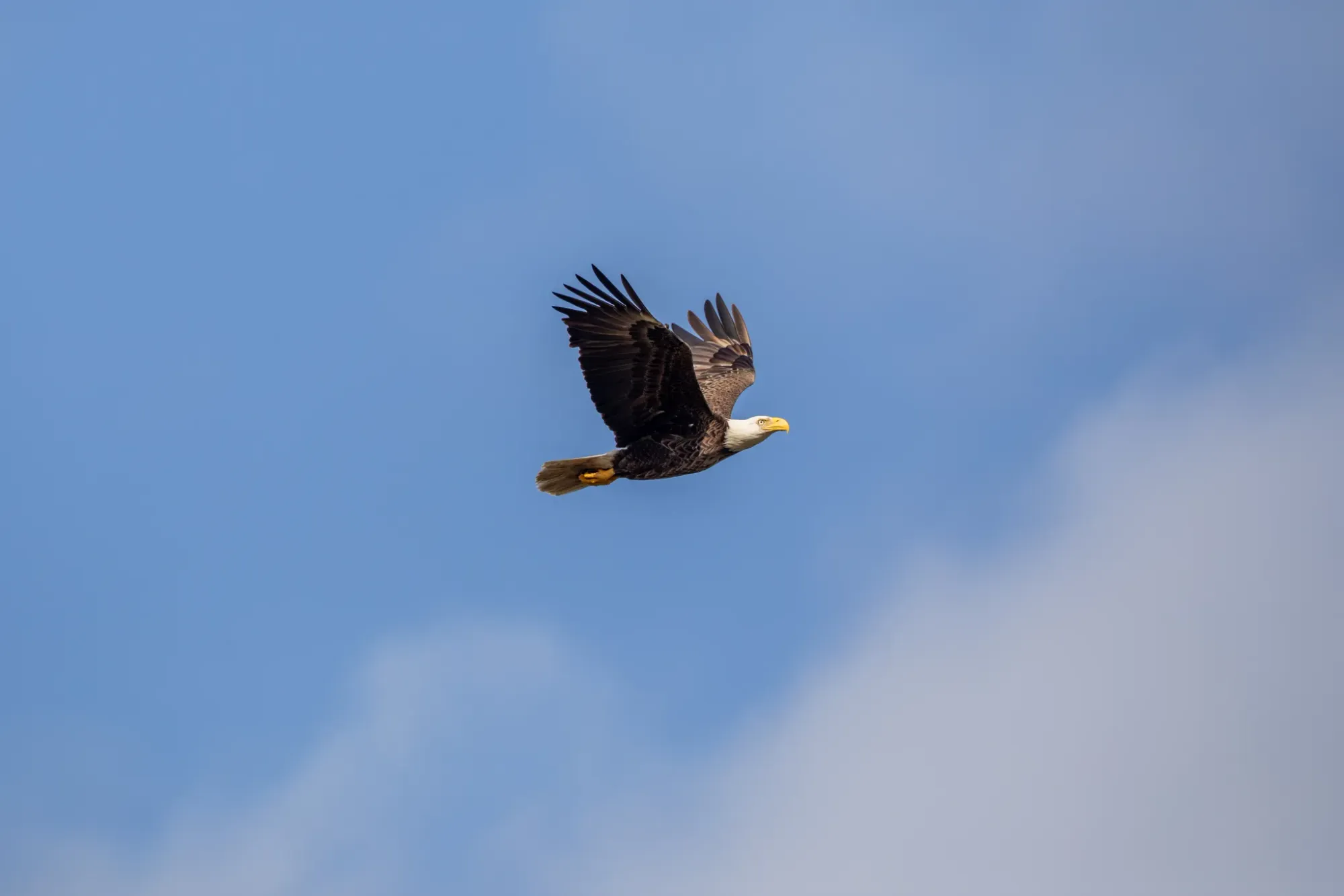 American bald eagle at Kennedy Space Center — NASA Science