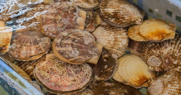 Hokkaido Scallops Become a Diplomatic Lever in Japan-China Dispute — Static01.nyt.com