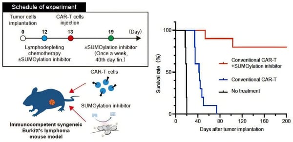 Short course of SUMOylation inhibitor plus CAR-T cures most mice with Burkitt's lymphoma — Scx2.b-cdn.net
