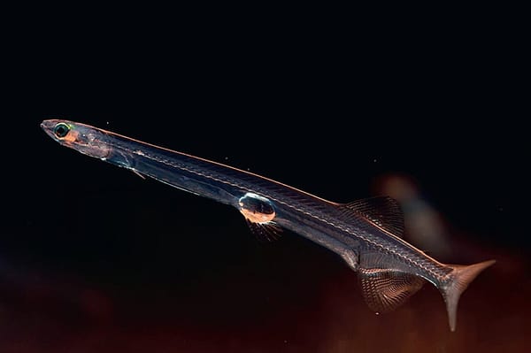 Noodlefish and icefish lost red blood cell function by different evolutionary routes — Scx2.b-cdn.net