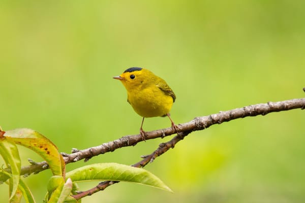 Weather and moonlight shape when mountain warblers join the dawn chorus — Scx2.b-cdn.net