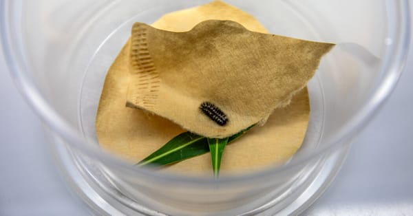 Last known Sacramento Mountains checkerspot caterpillar held in New Mexico lab — Static01.nyt.com