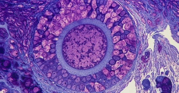 Studies highlight role of ovarian tissues in fertility and aging — Static01.nyt.com