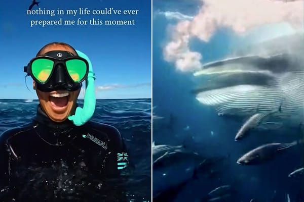 Free diver encounters Bryde's whale while diving among sardines in Mexico — People.com