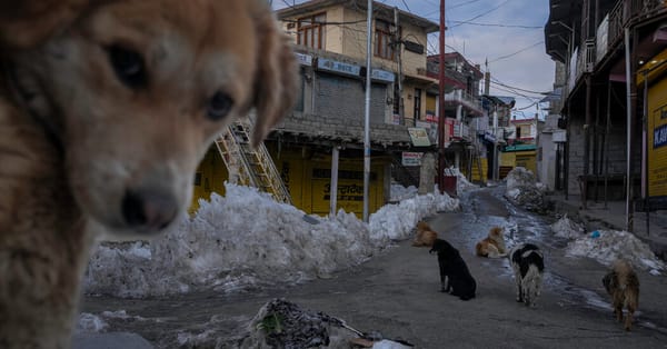 Feral dogs threaten wildlife and people in Ladakh — Static01.nyt.com