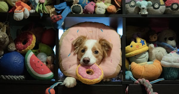 Study: some gifted dogs learn new toy names by eavesdropping on owners — Static01.nyt.com