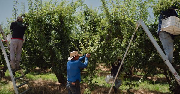 Trump mixes softer rhetoric for some immigrants with threats to citizenship, he told The New York Times — Static01.nyt.com