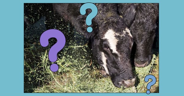 Studies and experts say grass-fed beef is not a climate win — Static01.nyt.com