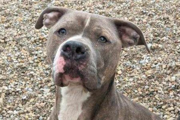 Ohio shelter to host party for dog who will reach 1,500 days without an adopter — People.com