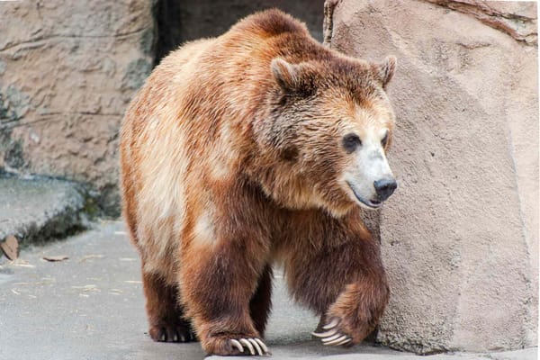Altadena resident shares footage of bear living in crawl space beneath home — People.com