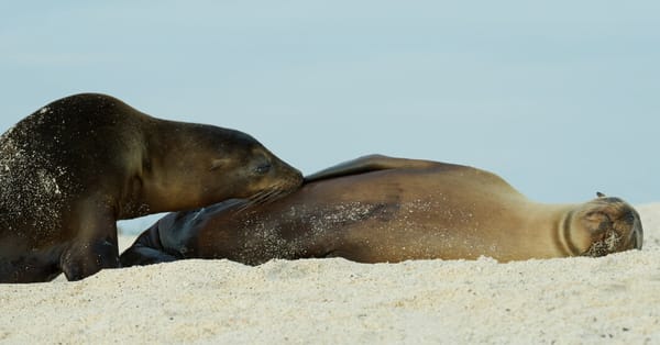 Study finds many Galápagos sea lions keep nursing into adulthood — Static01.nyt.com