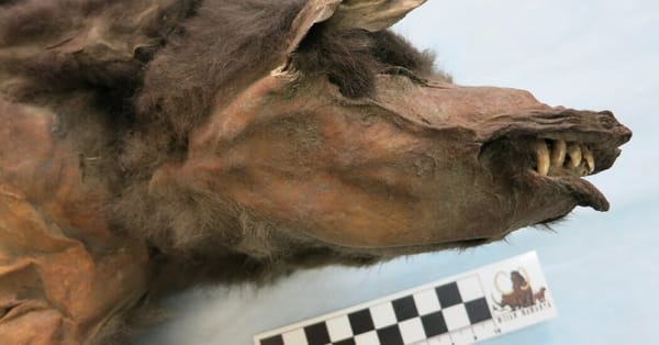High-quality woolly rhino genome recovered from tissue in ancient wolf pup’s stomach — Static01.nyt.com