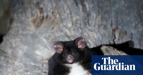 Calls to halt Glenbog logging after citizen scientists identify 102 greater glider den trees — I.guim.co.uk