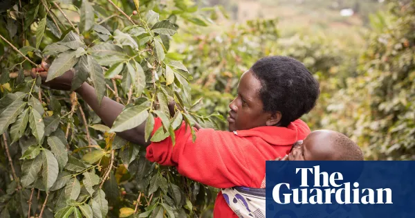 Permethrin-treated baby wraps cut malaria cases in Ugandan trial — I.guim.co.uk