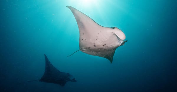 High Seas Treaty comes into force, allowing protection of international waters — Static01.nyt.com