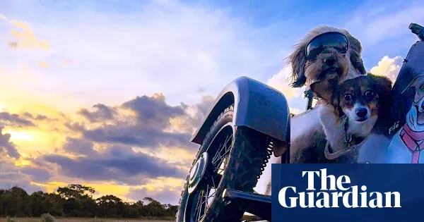 Dogs in sidecar captured in phone photo in Brasília — I.guim.co.uk