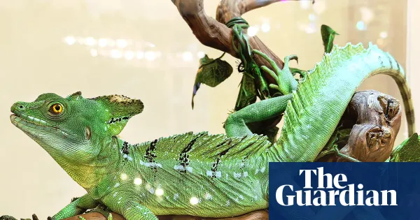 Saturday quiz: basilisk lizard and fishing spider linked as animals that 'walk' on water — I.guim.co.uk