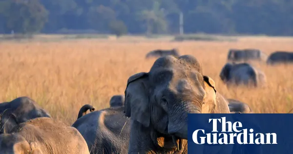 Officials search for single-tusked elephant after 22 killed in Jharkhand — I.guim.co.uk