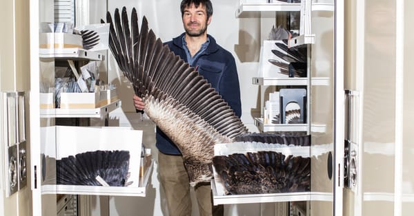 Tiny filoplumes help birds monitor and maintain their feathers, researchers say — Static01.nyt.com