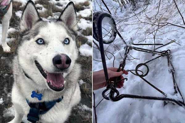 Siberian husky killed after triggering Conibear trap on B.C. forest road — People.com
