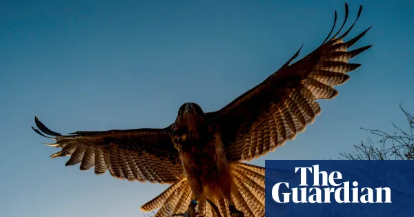 Meyrick’s Be More Bird uses a hawk to deliver life lessons, review says — I.guim.co.uk