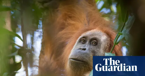 Indonesia revokes 28 permits after Batang Toru floods hit rare Tapanuli orangutans — I.guim.co.uk