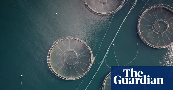 EPA data: at least four million salmon died prematurely at Tasmanian farms in 2025 — I.guim.co.uk