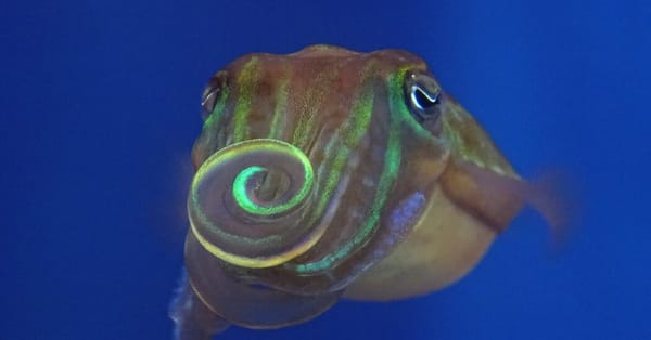 Cuttlefish use polarized-light skin patterns, invisible to humans, in courtship — Static01.nyt.com