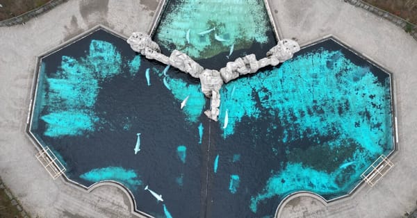 Canada conditionally approves plan to move Marineland belugas to U.S. — Static01.nyt.com