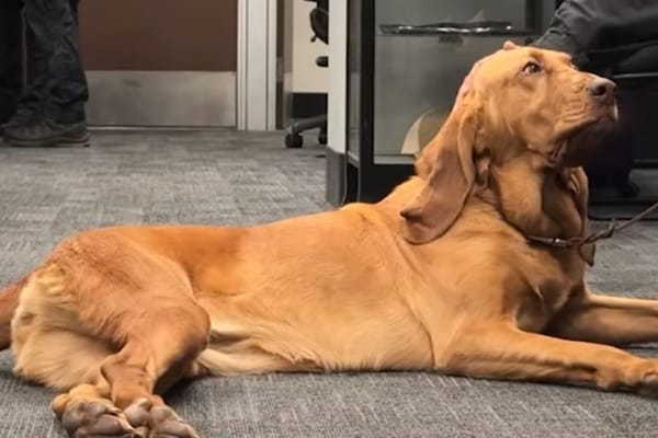LAPD bloodhound Coco locates missing hiker in Angeles National Forest — People.com