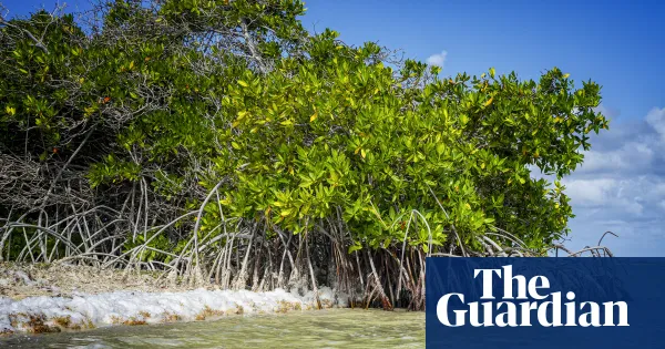 Dutch government discriminated against Bonaire over climate adaptation, court rules — I.guim.co.uk