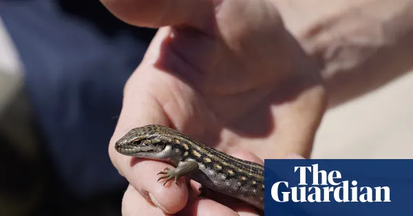 Endangered guthega skink Omeo due to give birth after release in Victoria — I.guim.co.uk
