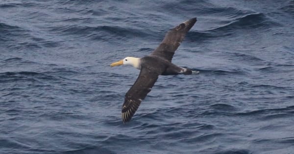 Waved albatross sighted off California, thousands of miles from home — Static01.nyt.com