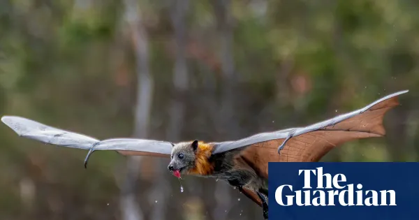 More than 80% of Naracoorte flying fox colony wiped out by heatwaves — I.guim.co.uk