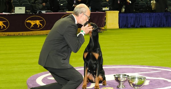 The Unforgettable Best in Show Finalists at the 2026 Westminster Dog Show — Static01.nyt.com