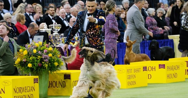 Penny the Doberman Wins Best in Show at Westminster — static01.nyt.com