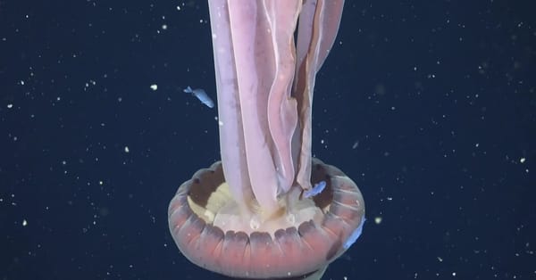 Rare Deep-Sea Giant Phantom Jellyfish Sighting Is Recorded on Video — static01.nyt.com