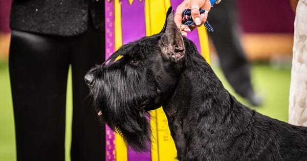 Penny the Doberman Wins Best in Show at Westminster — static01.nyt.com