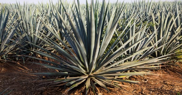 Mayor of Tequila, Mexico, Accused of Extorting Tequila Companies — static01.nyt.com